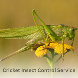 Cricket Insect Control
